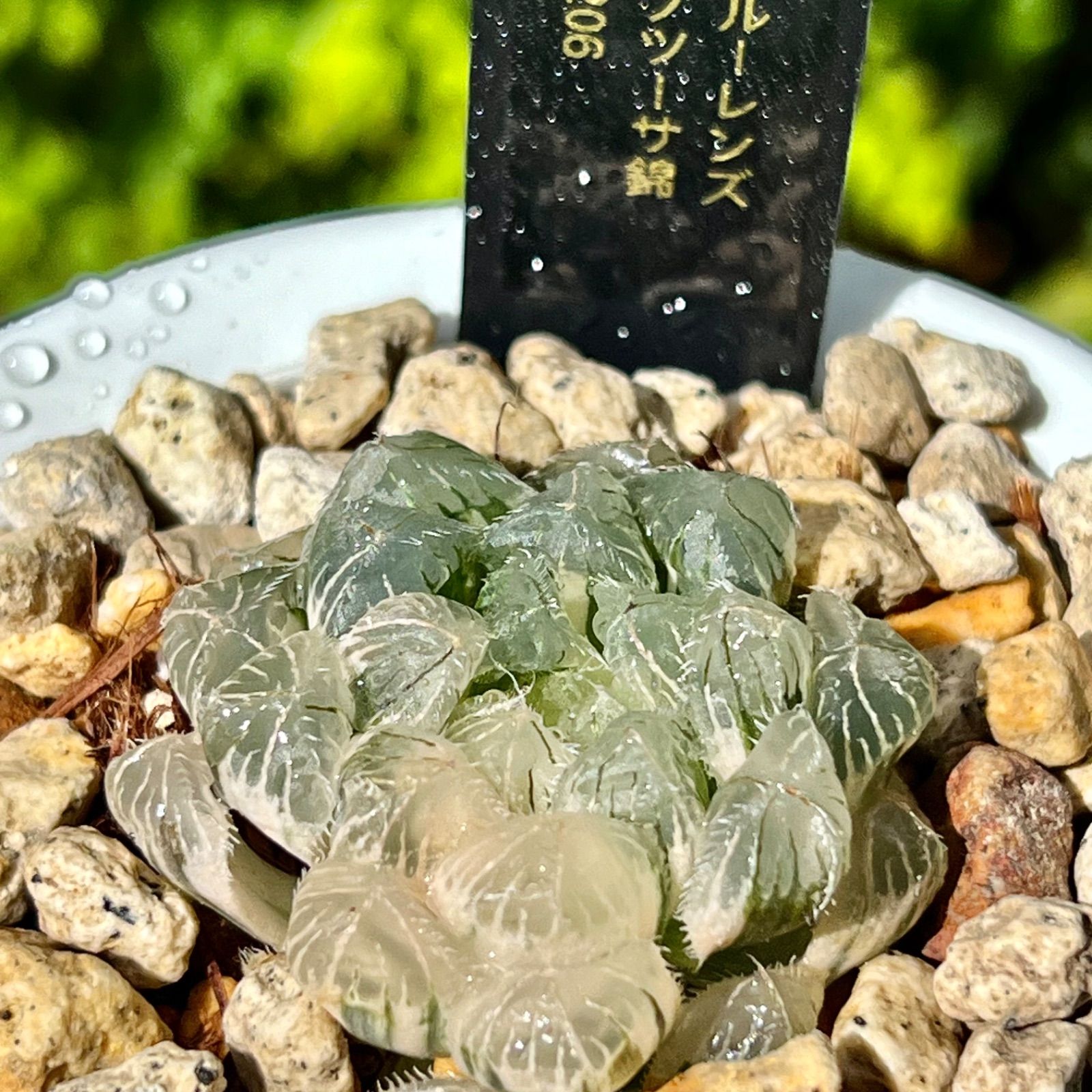 ブルーレンズオブツーサ錦 極上斑 H1206