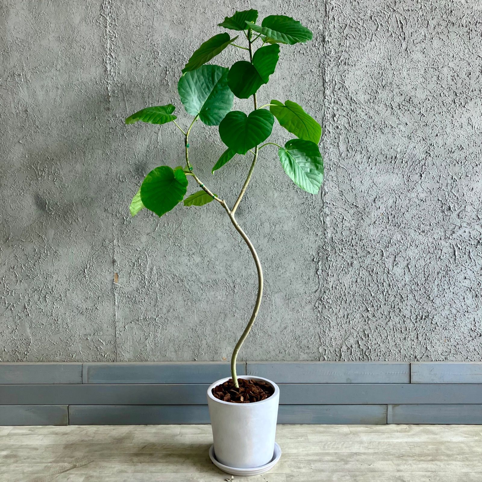 大型 曲がり仕立て フィカス ウンベラータ 10号 テラコッタ鉢植え