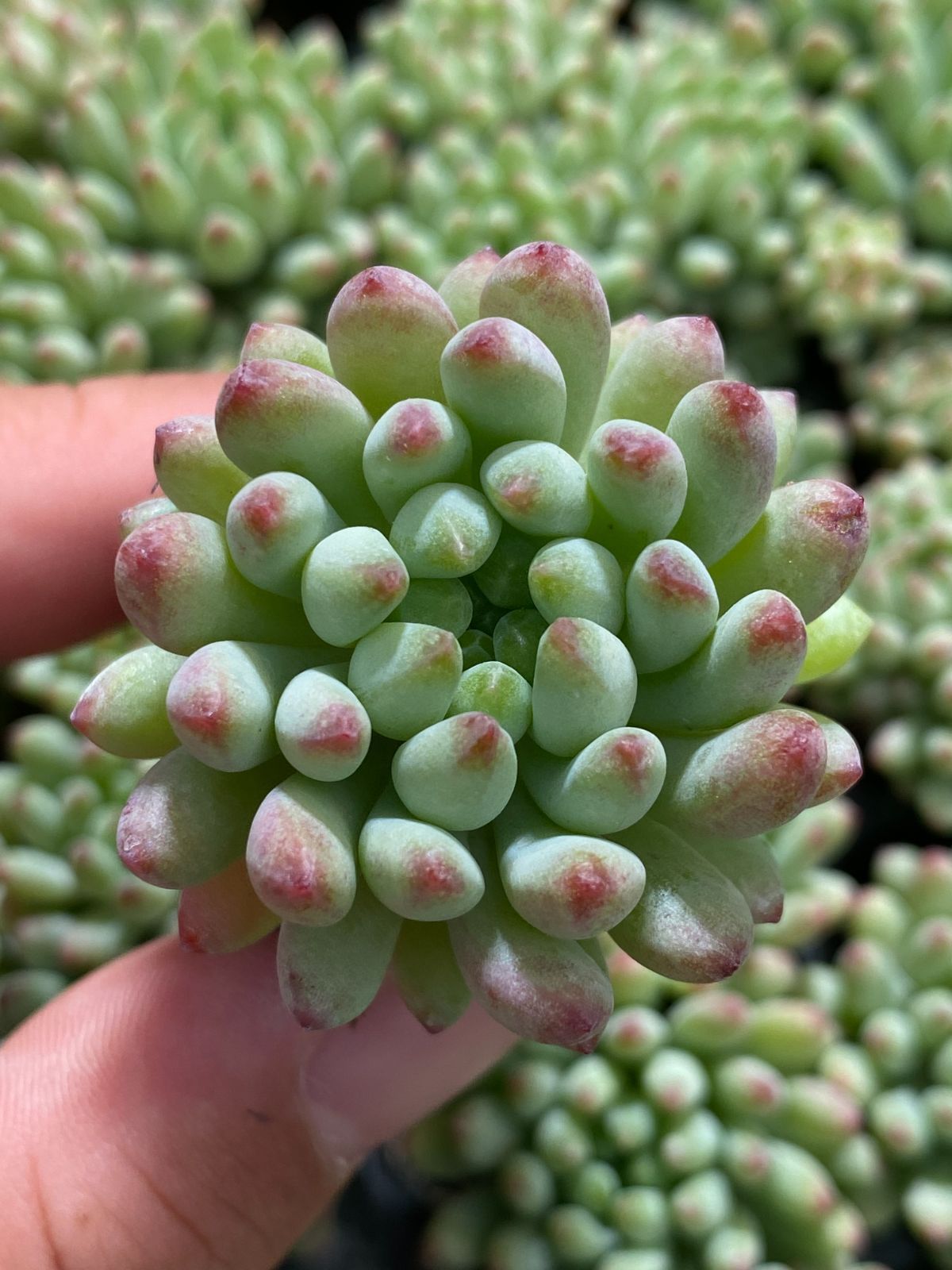 新入荷 花火 ZM313×105苗 土付き 多肉植物 詰め合わせ エケベリア サボテン 韓国苗