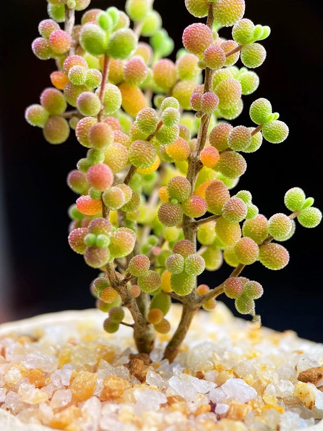 新入荷 多肉植物 ドロサンテマム 糖豆米 抜き苗 1株 - メルカリ