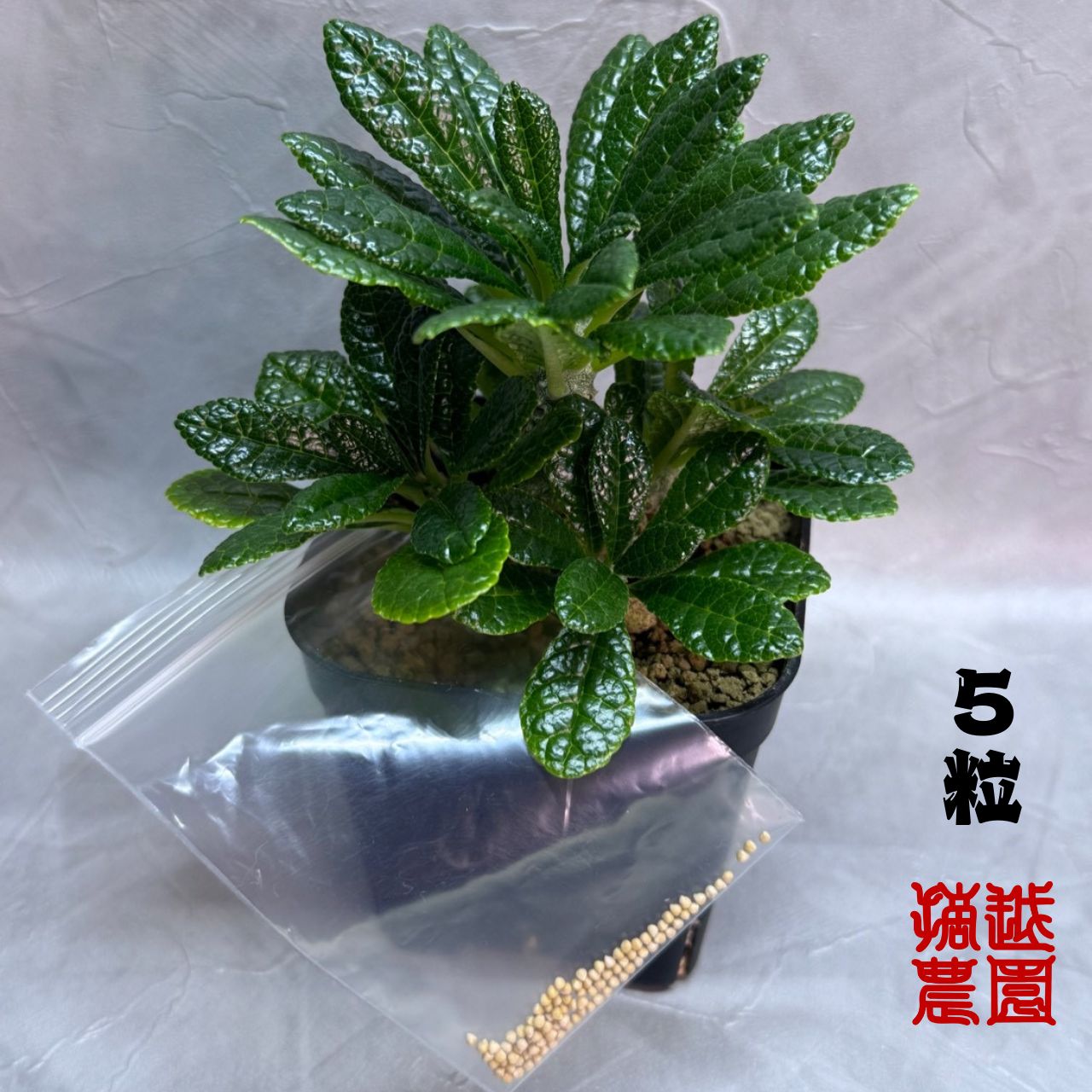 ドルステニア・ギガス（Dorstenia gigas）種子 5粒 - メルカリ