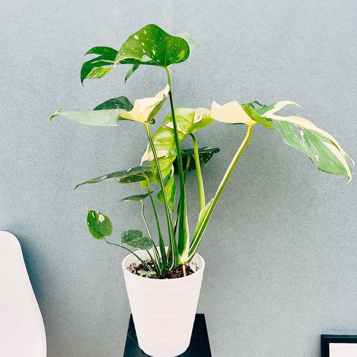 ［現品］【希少】5番　モンステラ　斑入り　7号　レア　観葉植物　室内　鉢受け皿付 現品］【希少】5番 モンステラ 斑入り 7号 レア 観葉植物 室内