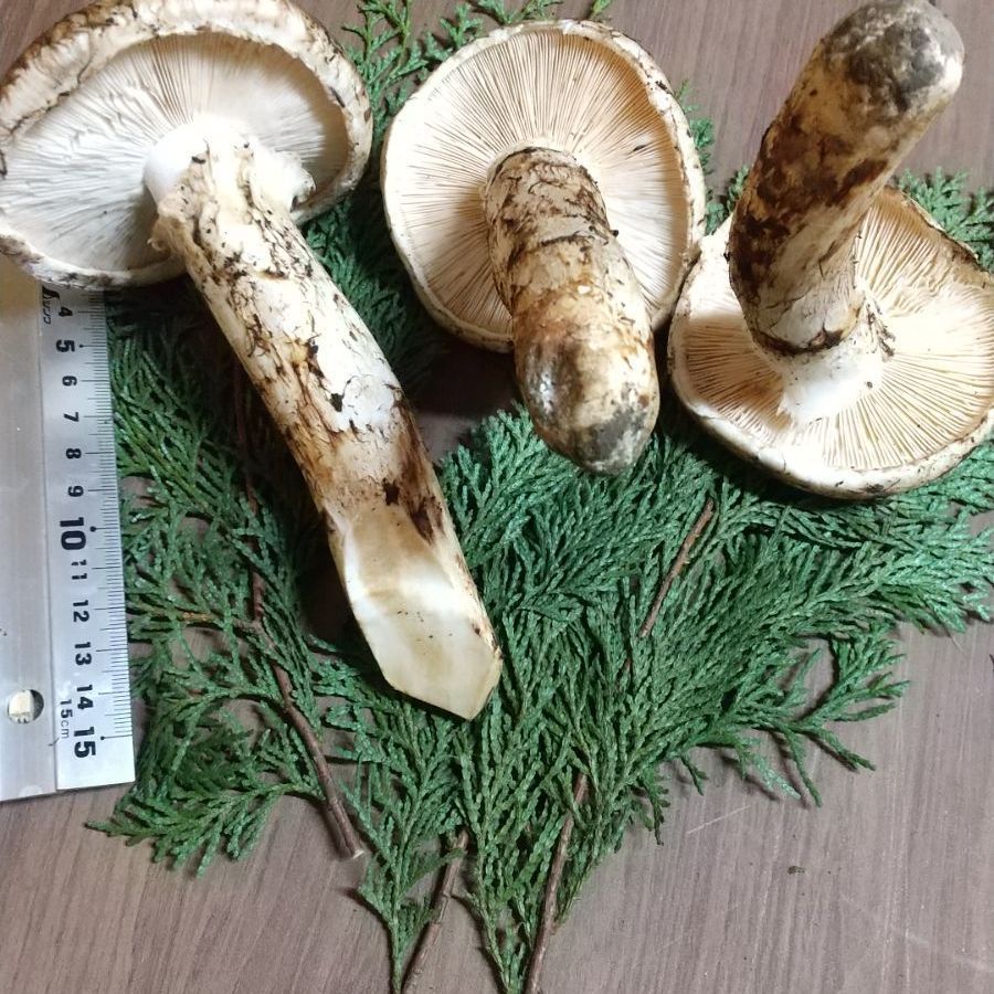 岩手県産 松茸 5-1 クール便 - メルカリ