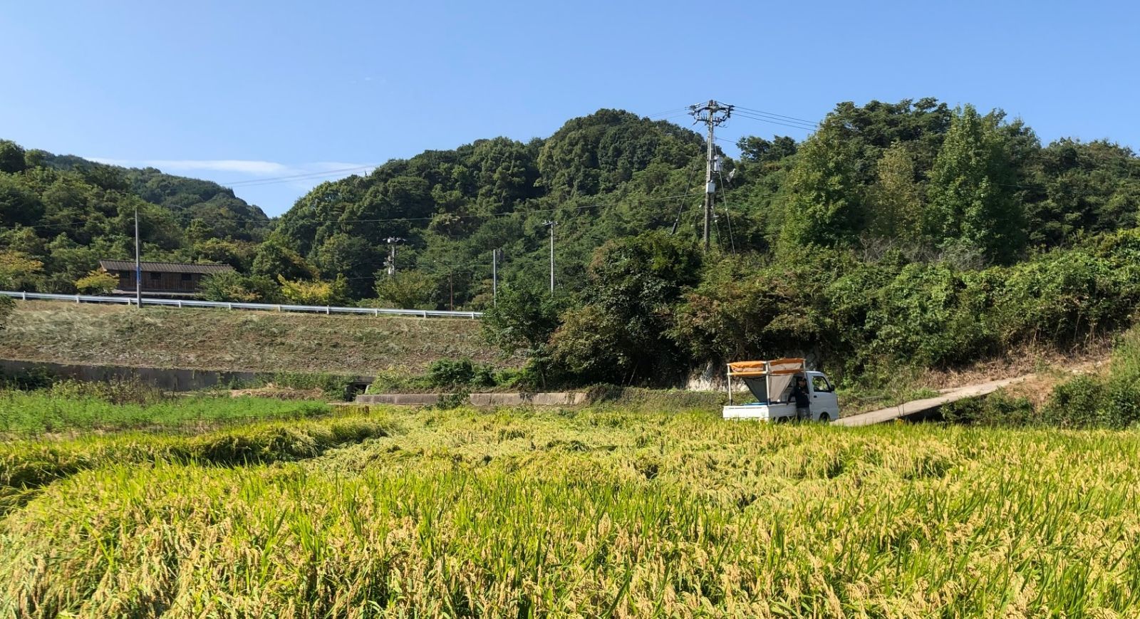 敷き藁(稲藁)ロング【農業用・家庭菜園用 天然マルチング