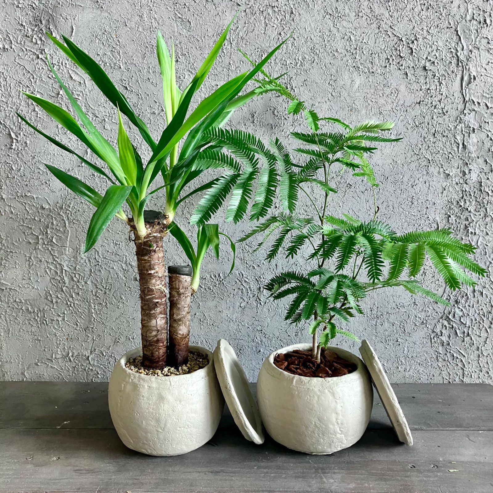 観葉セット商品】エバーフレッシュ 5号 テラコッタ性鉢植え 観葉セット商品】エバーフレッシュ 5号 テラコッタ性鉢植え