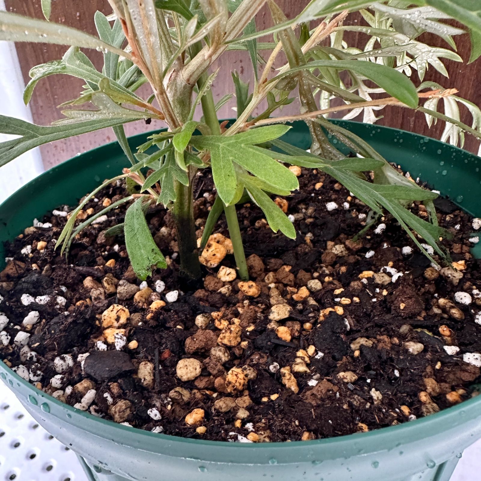 人気❗️ グレビレア ドーンパープル 苗 オージープランツ