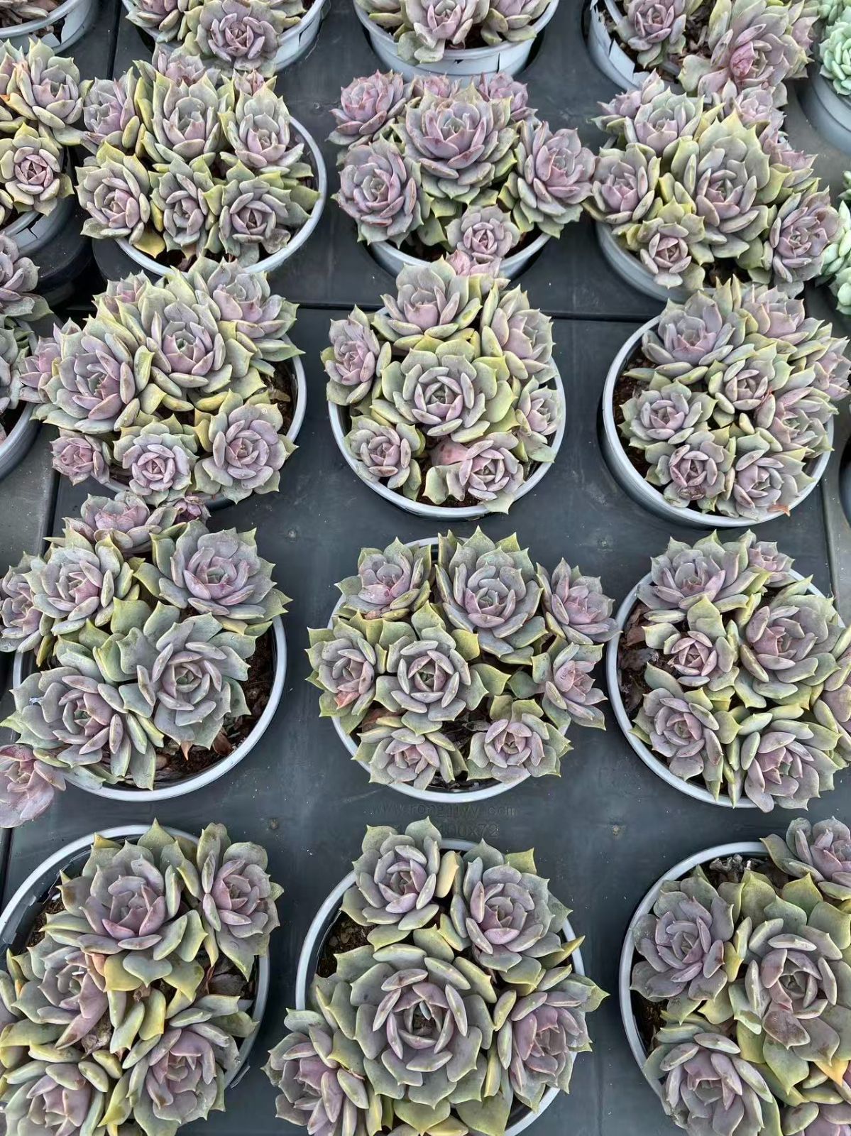 ピンクバタフライ群生