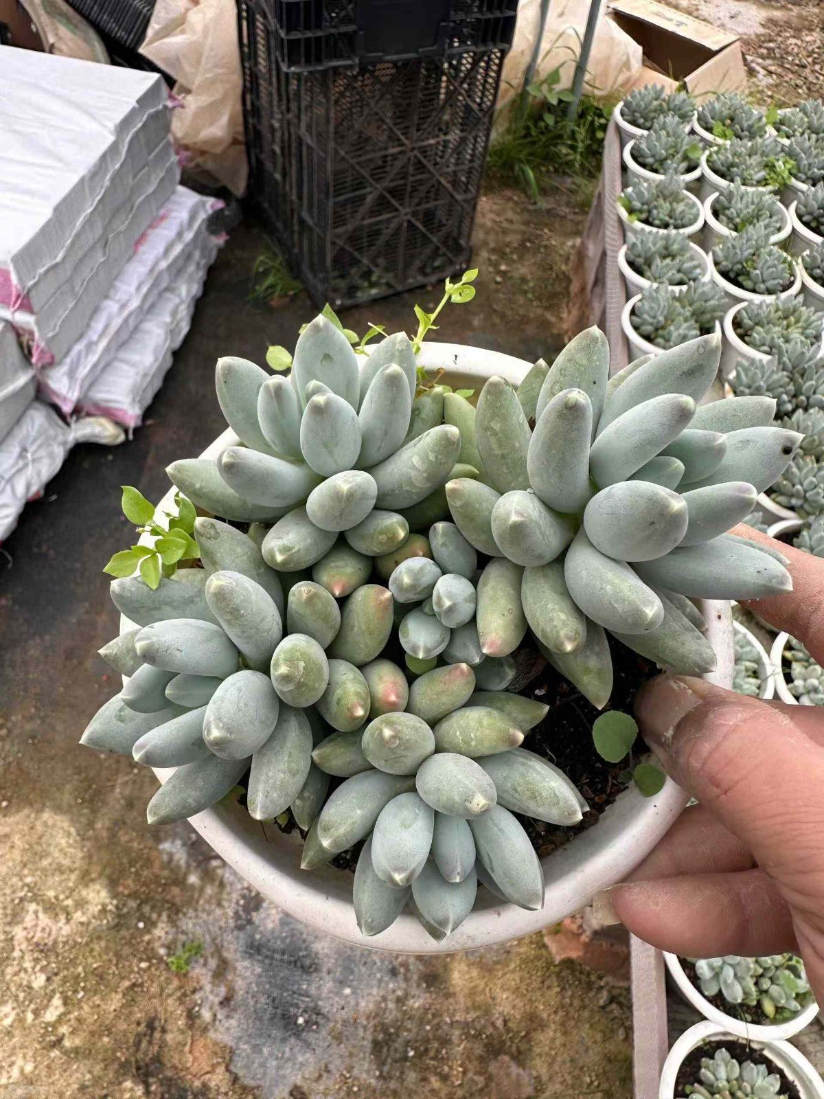 ZAN20×12 ホシゾラビジン 抜き苗 多肉植物 アエオニウム エケベリア 韓国苗