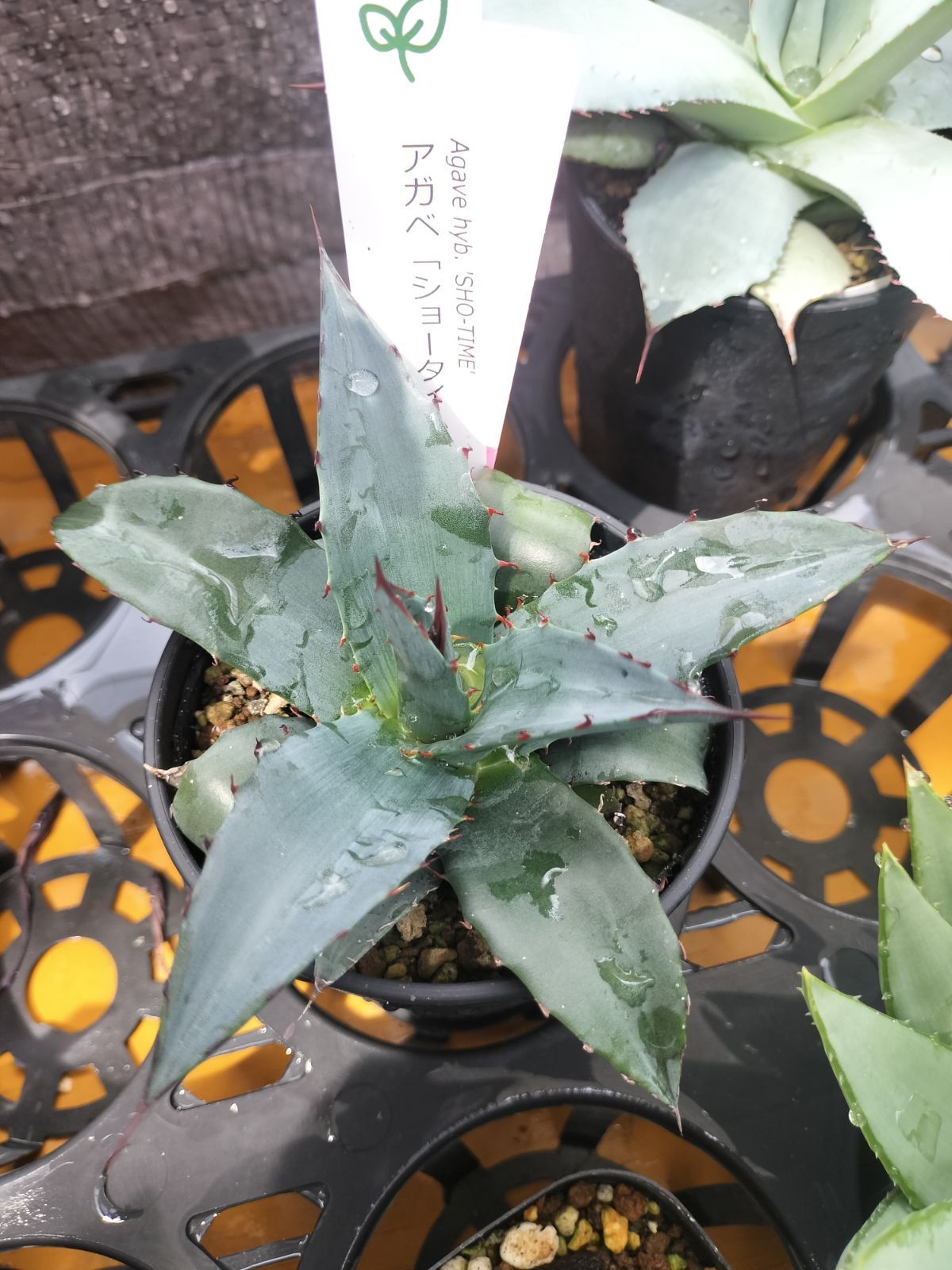 アガベ　ハイブリッド　ショータイム アガベ「ショー・タイム（Sho-Time）」交配種（オバティフォリア