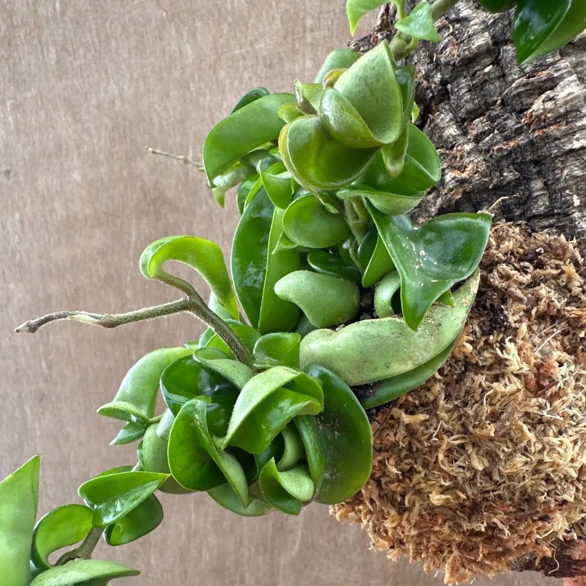 ホヤ カルノーサ コンパクタ コルク付け ③ Hoya carnosa compacta