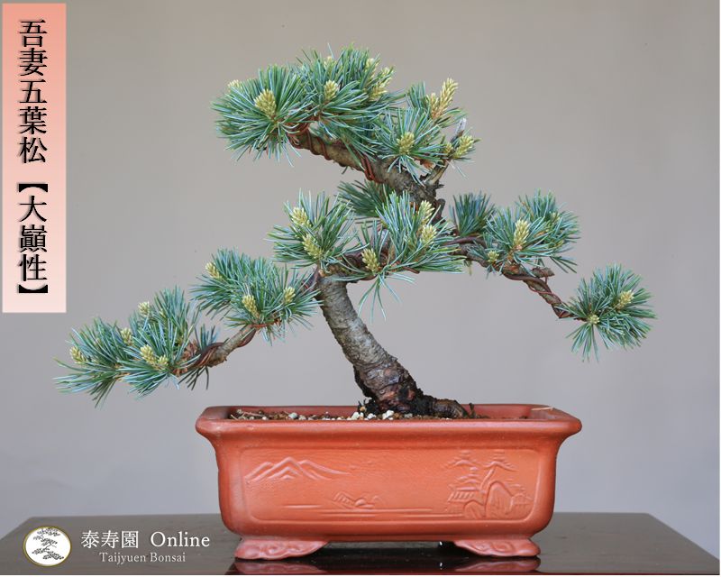 吾妻五葉松／峰吾妻 』極上樹／樹高16㎝／五葉松／小品盆栽 』