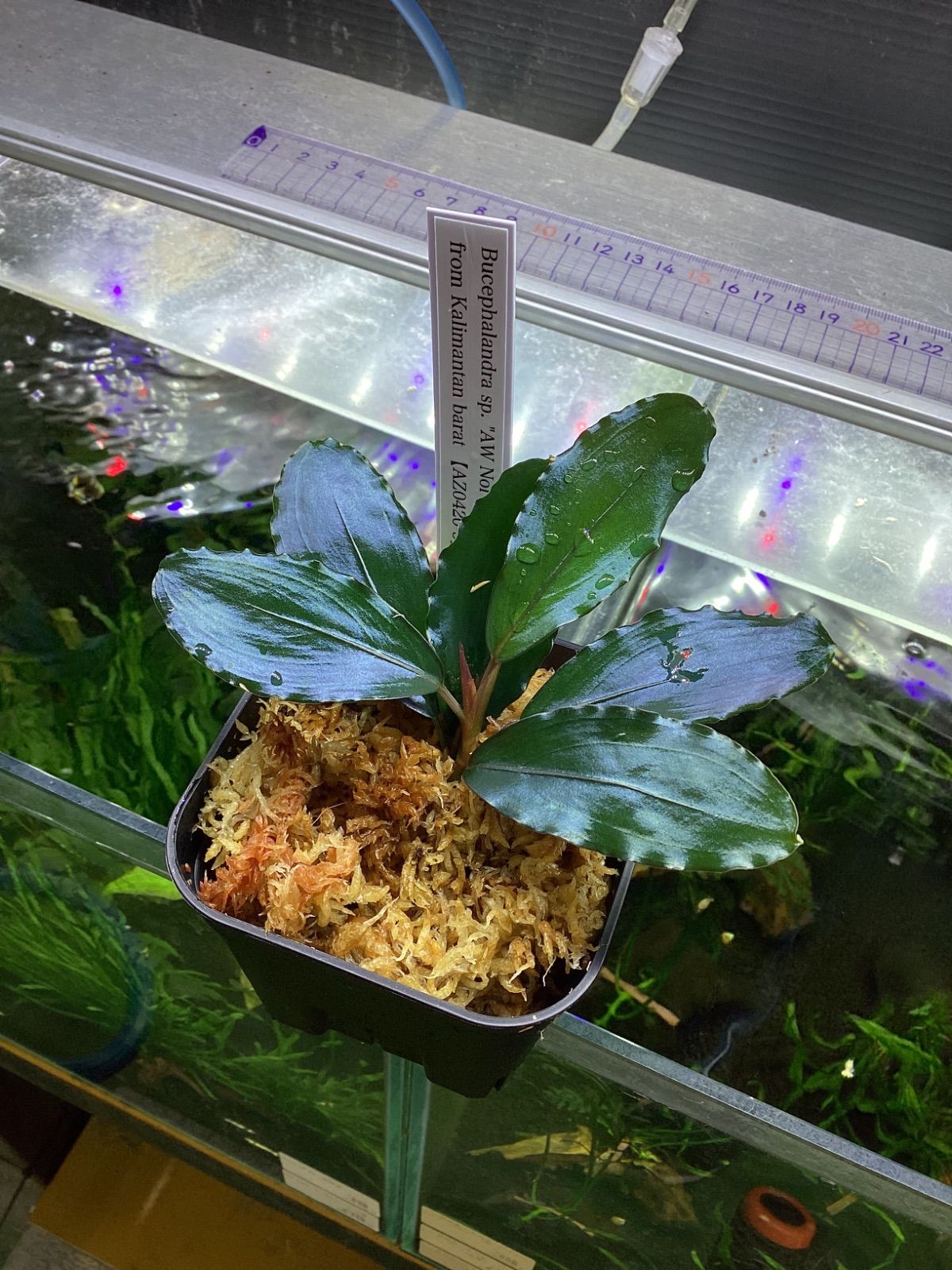 Bucephalandra sp. AW No1 from Kalimantan barat AZ0420-5