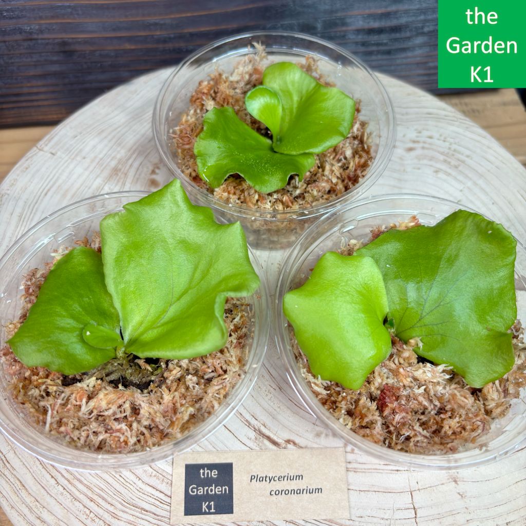 3株セット ビカクシダ 【公式通販】