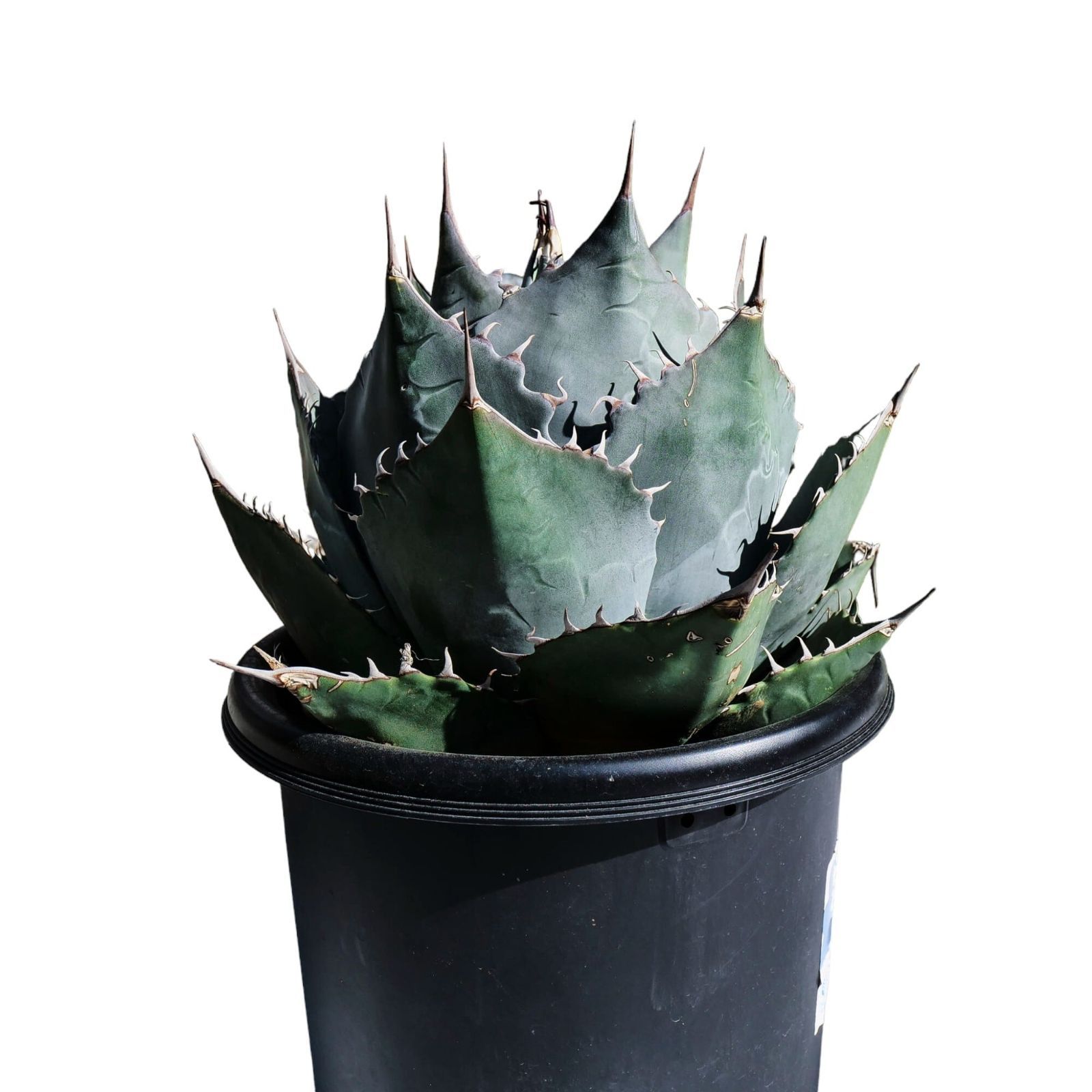 AGAVE Parrasana globe アガベ パラサナ グローブ 大サイズ(10号鉢