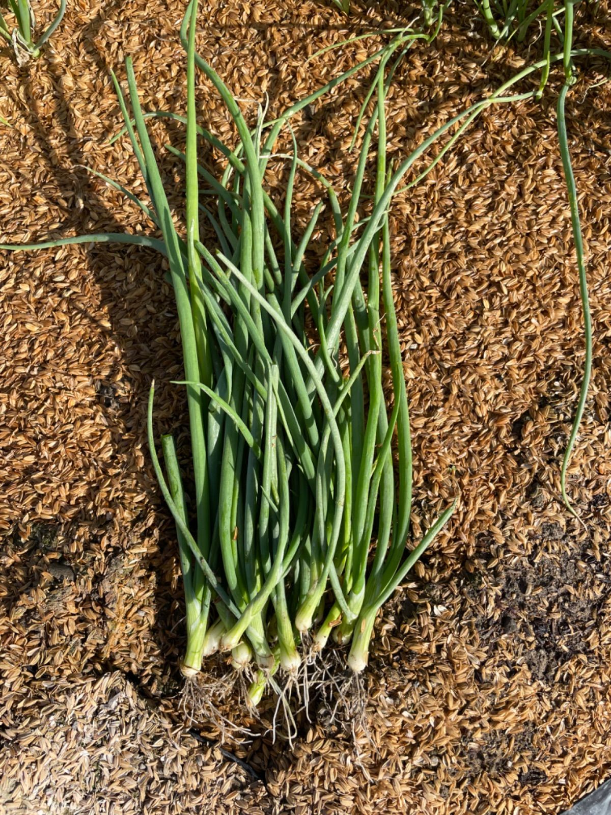 超極早生品種 玉ねぎ苗 1000本 玉ねぎ苗【超極早生品種、浜笑