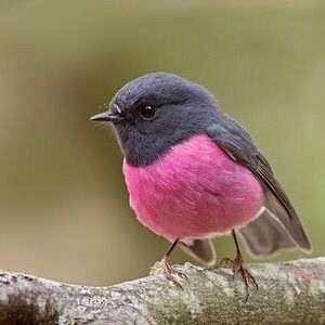 ゆきそら様お取り置き　12/27までピンクロビン　可愛い100%で出来ている鳥 𝚲𝐂𝐊𝐈𝐄 𝚲𝐖𝐄𝐒𝐎𝐌𝐄 on X: 