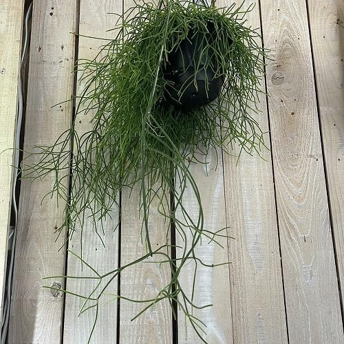 観葉植物 リプサリス カシエロ 5号吊り鉢(個体おまかせ1鉢) rhipsalis cashero ハンギング サボテン 吊るす オシャレ・育てやすい  - メルカリ