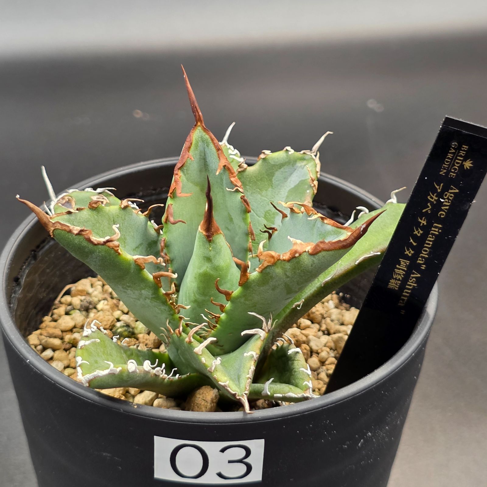 アガベ チタノタ 阿修羅 特選】アガベ チタノタ 阿修羅 agave titanota