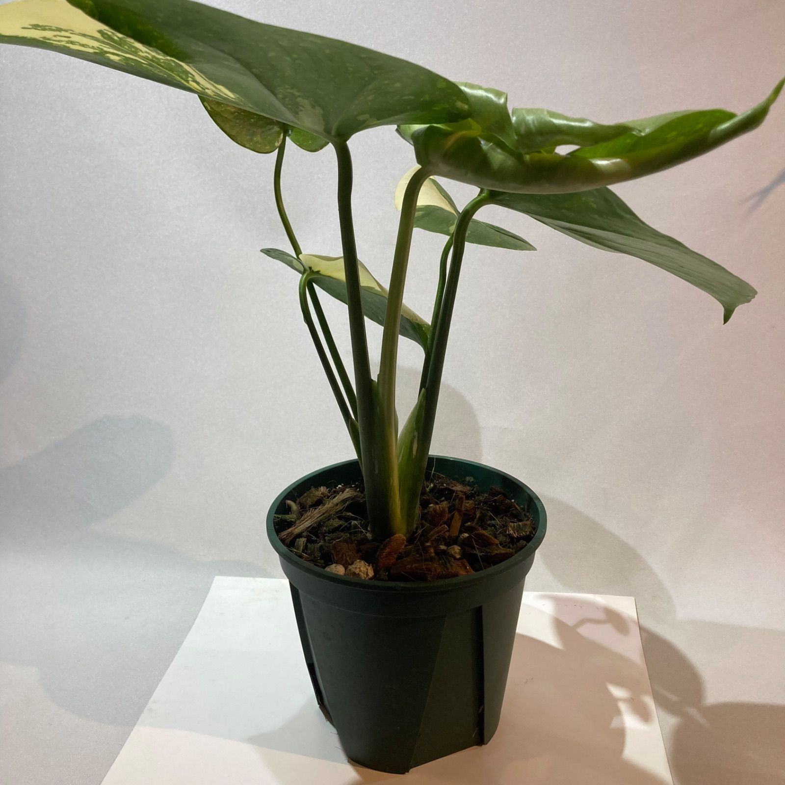 モンステラ・タイコンステレーション 5号鉢 斑入りモンステラ - メルカリ