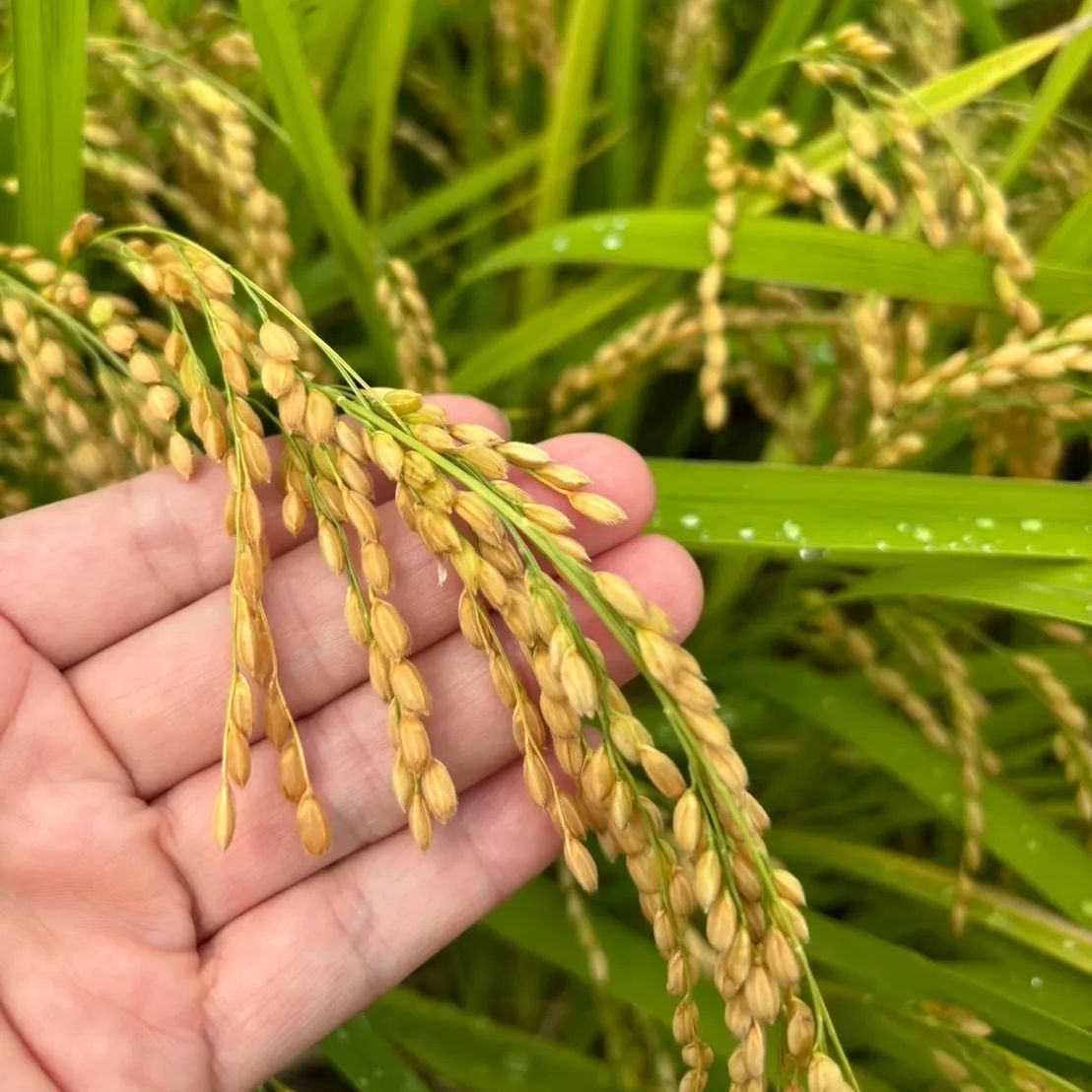 福岡県産】無農薬ヒノヒカリ玄米5kg - メルカリ