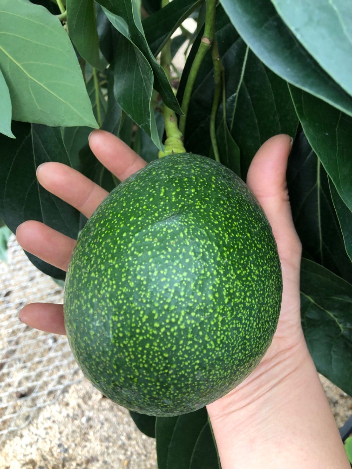 小ぶり・傷物＊国産アボカド【フェルテ/ピンカートン】(管理番号：3213)