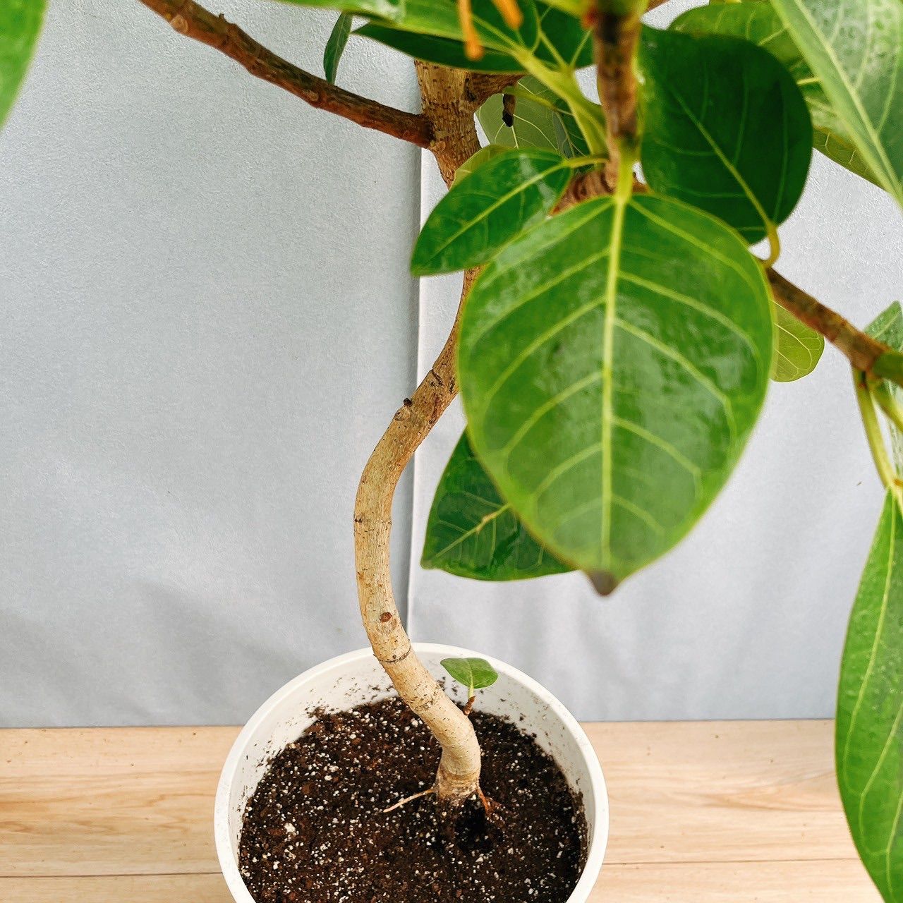 mikaさん専用【引き取り限定】アフリカンプリンス　特大サイズ　極上品　観葉植物 全商品一覧/ 人気の観葉植物、お祝いギフト、移転祝い、開店祝い