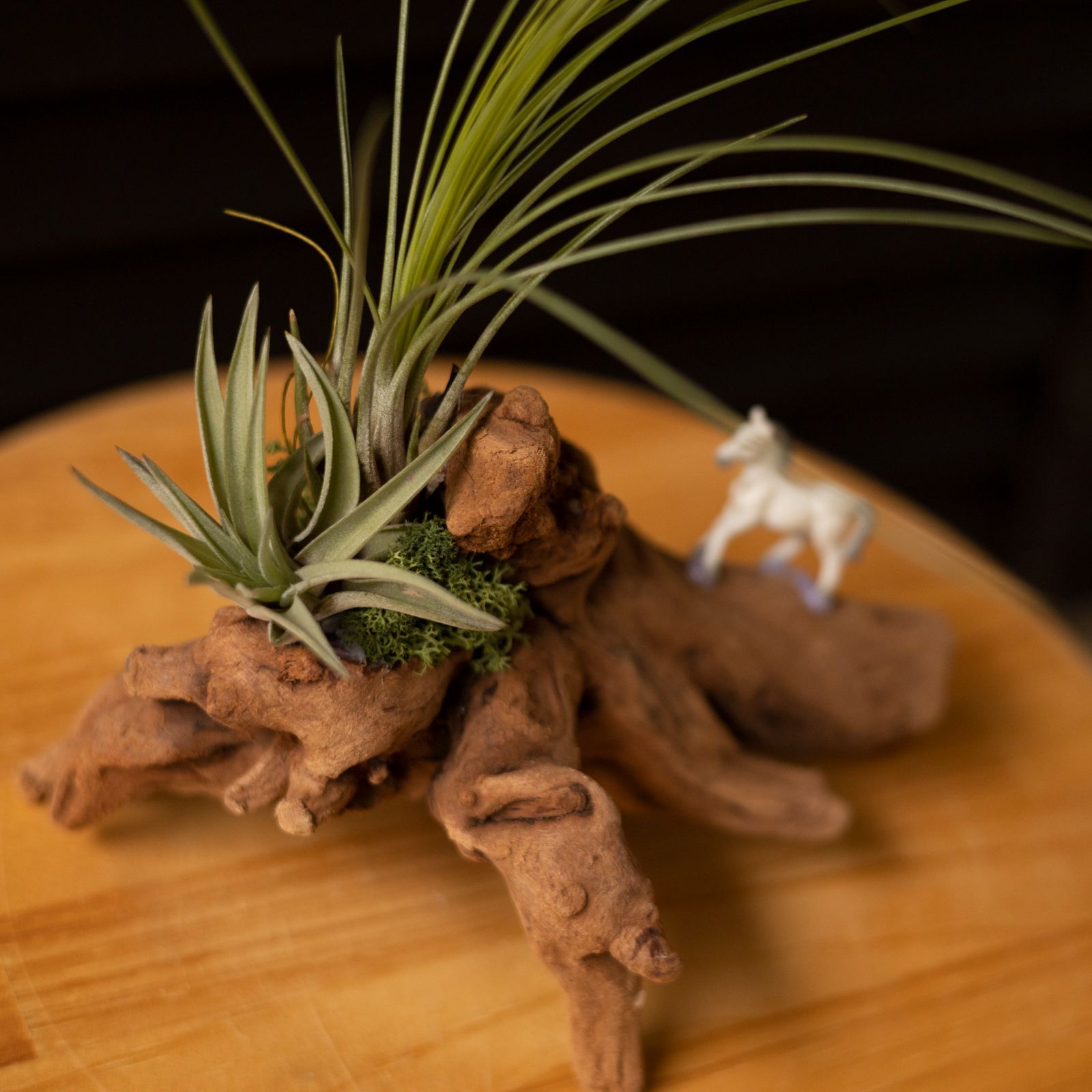 品質一番の 新品 未使用 エアープランツ 流木 着生セット 観葉植物 アクアリウム 多肉植物 盆栽 縁起物 植物 観葉植物 Lavacanegra Com Mx Lavacanegra Com Mx