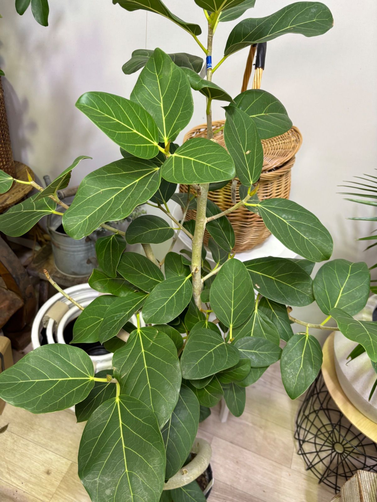 園芸ネット本店｜フィカス：ベンガレンシス（曲げ仕立て） 7号鉢植え