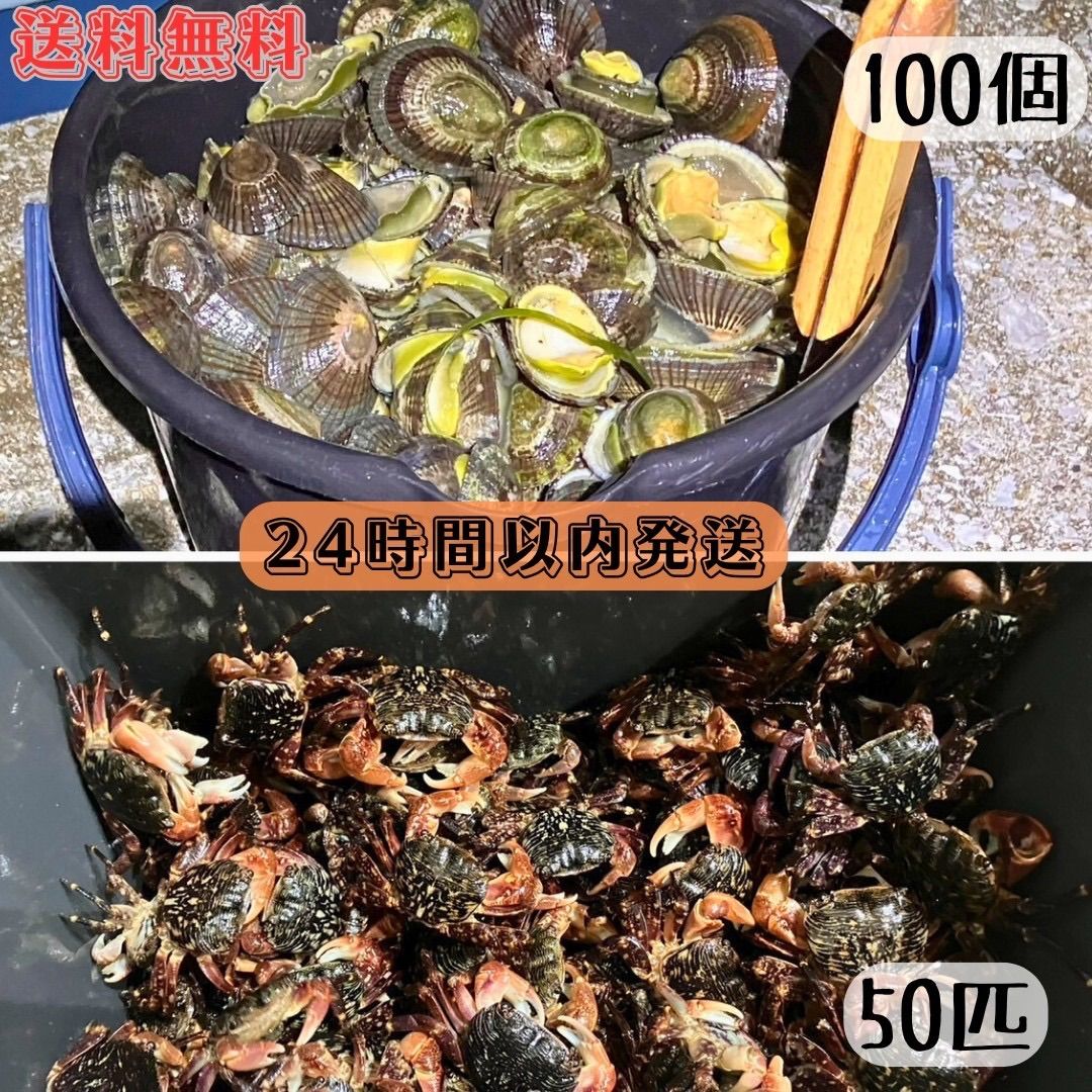 冷凍マツバ貝100個 冷凍イソガニ50匹 石鯛 黒鯛 釣り餌 - メルカリ