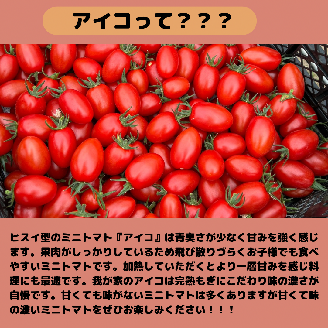 ※訳あり※北海道産ミニトマト　アイコ　3キロ