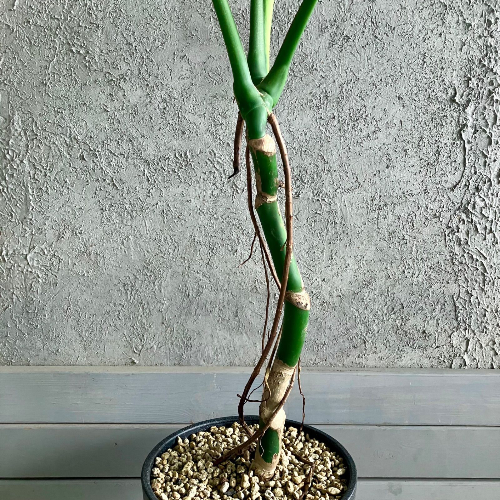 テラコッタ鉢植え