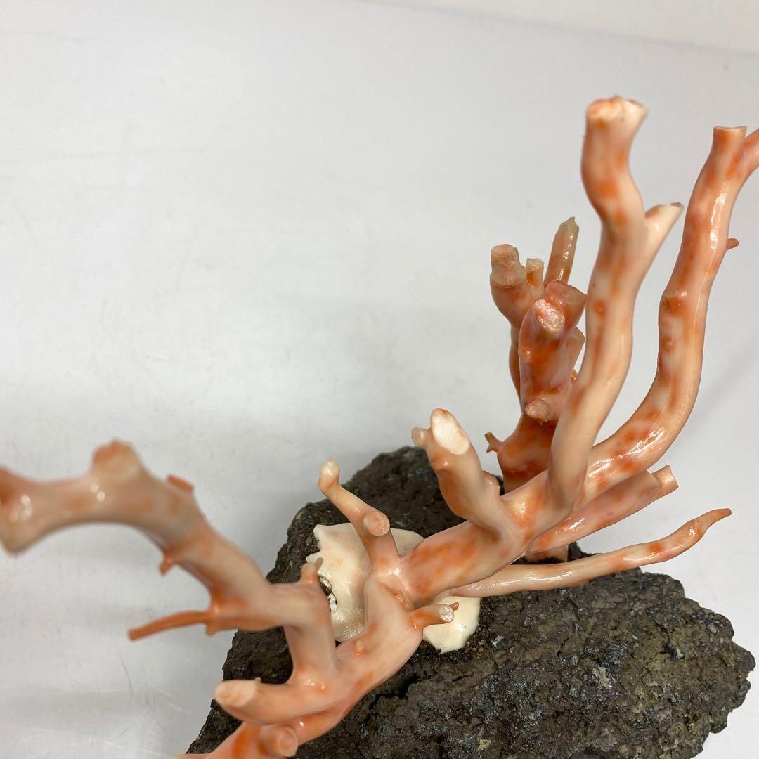 桃色珊瑚原木 本珊瑚 桃色珊瑚 原木 1982g トヒチサ 東さ6-0208① - メルカリ