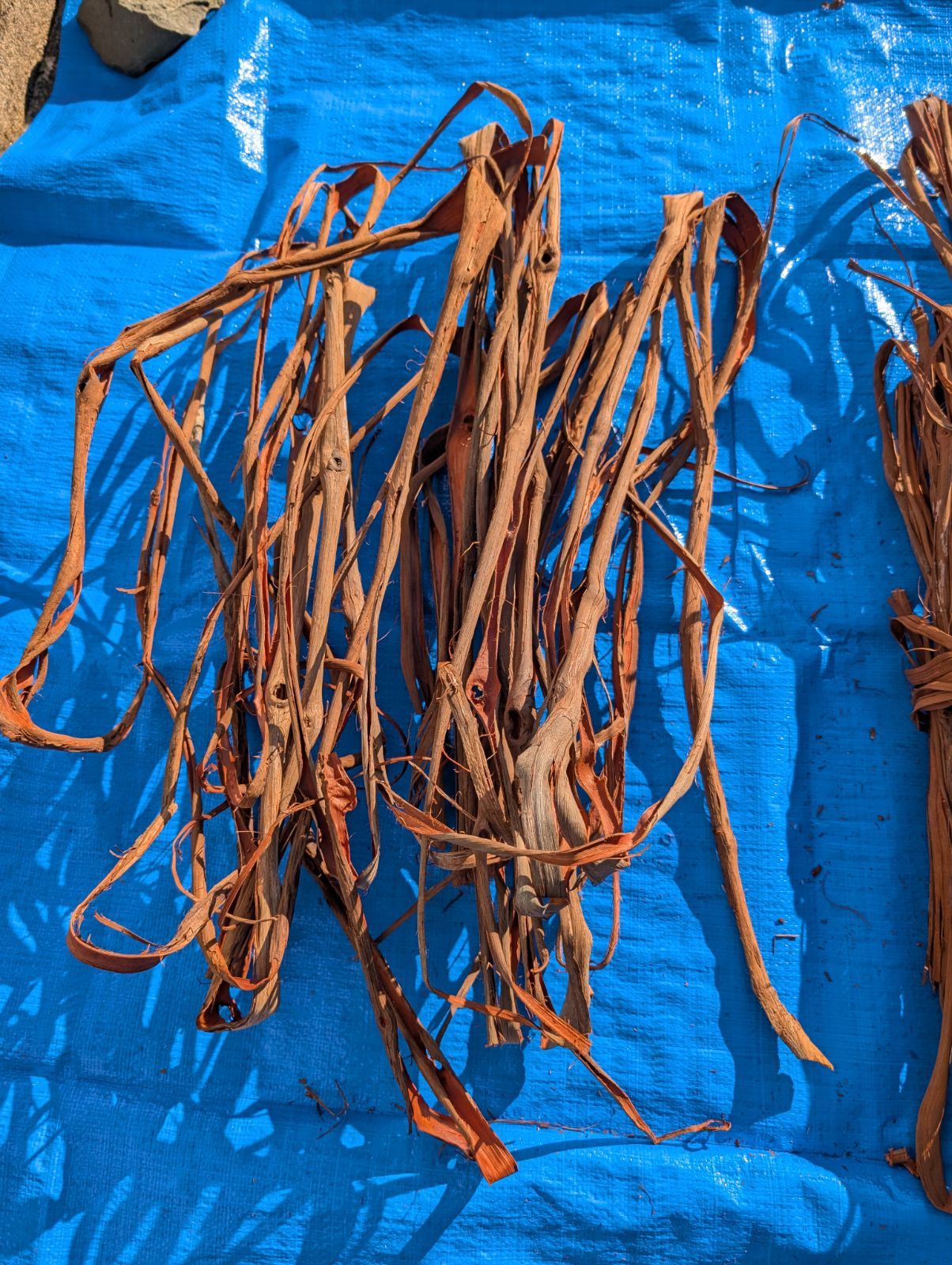 採集状態で保存2.0キロ令和2年採取