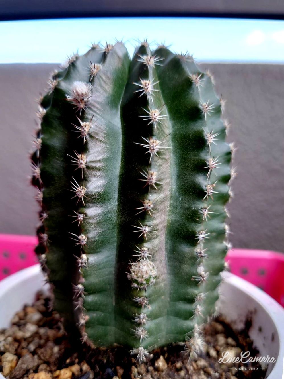 メルカリshops オレンジ花 短毛丸 10x8 エキノプシス属