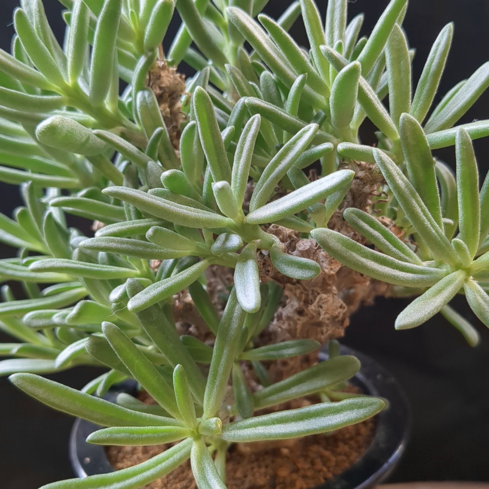 チレコドン ストリアツス【現品】鉢のまま発送 B - メルカリ