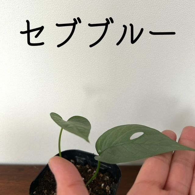 【ポトス/エピプレムナム ピナツム セブブルー/Epipremnum Pinnatum Cebu Blue/32】国産 希少 レア ハンギング