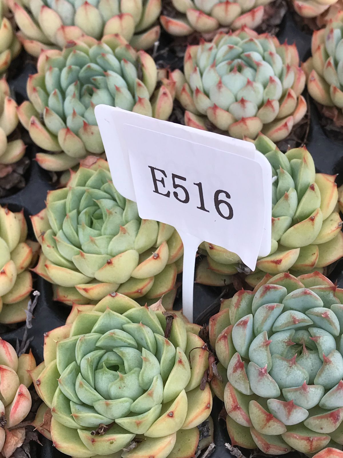 新入荷 緑の天使 E516-1×50苗セット 多肉植物 エケベリア 韓国苗