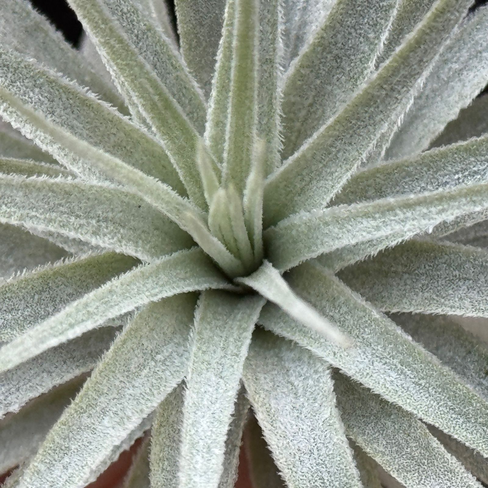 チランジア チャペウエンシス Tillandsia chapeuensis＊エア