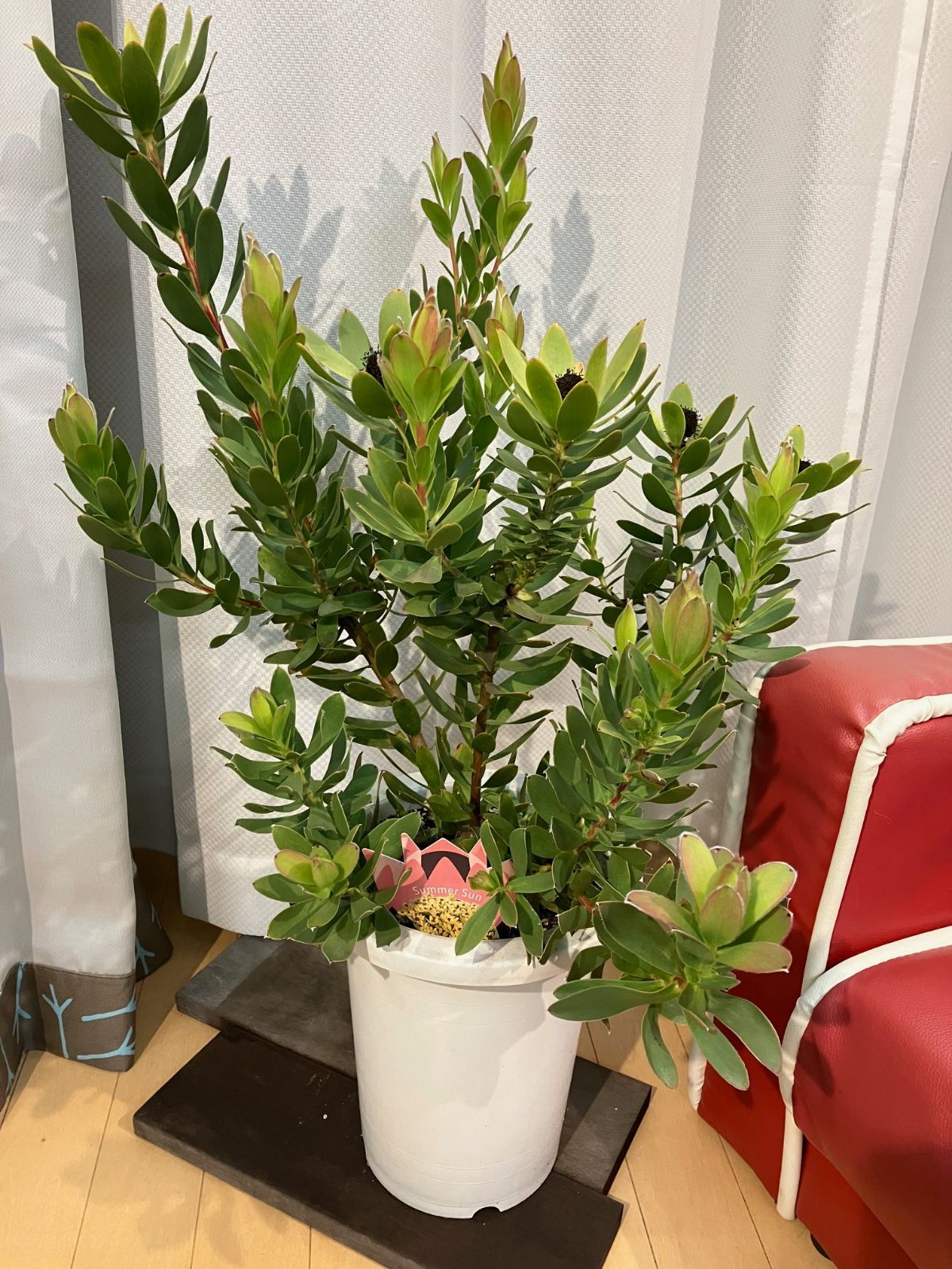 リューカデンドロン （サマーサン） 8号鉢 屋外 - メルカリ