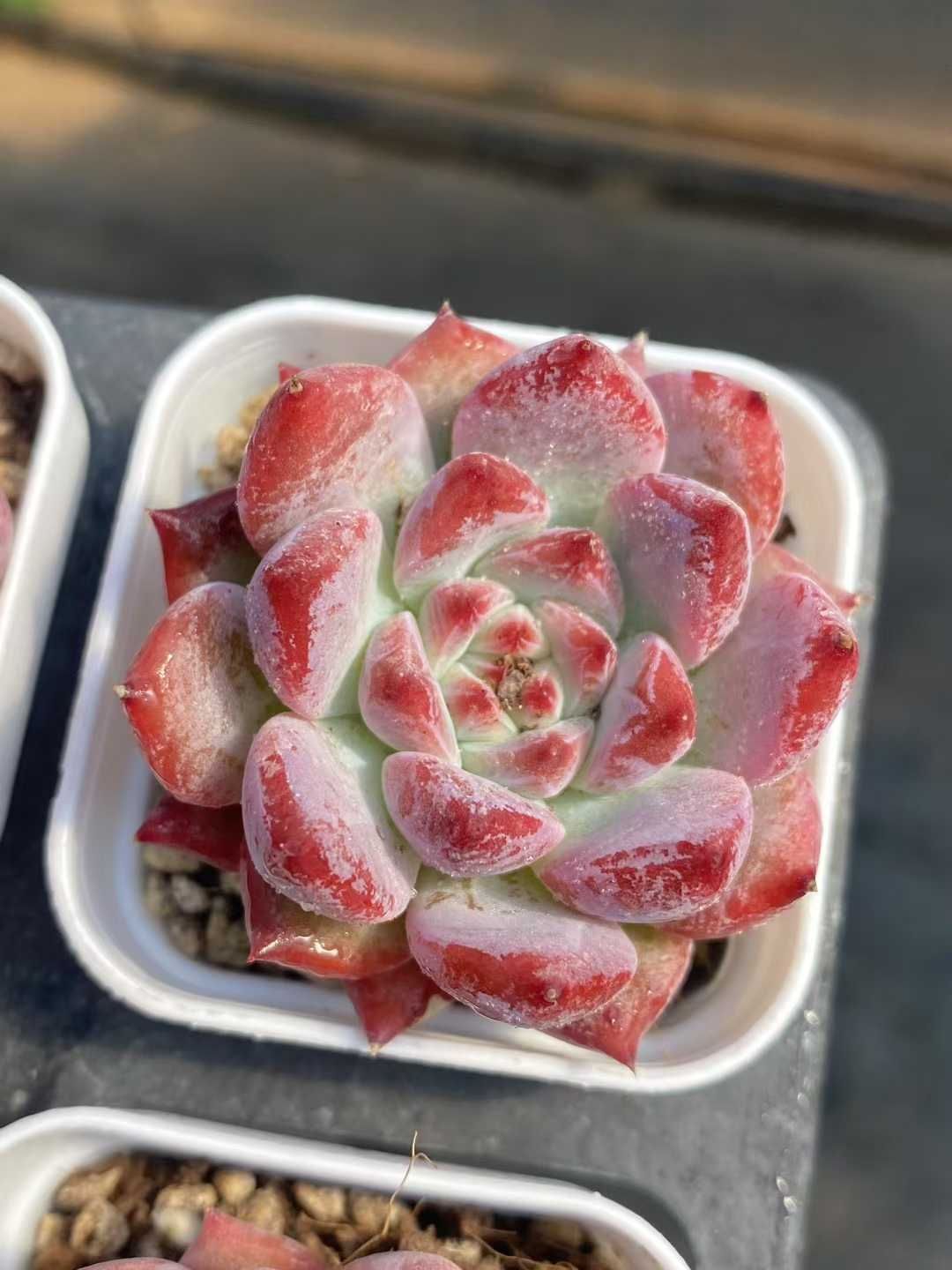 48株の抜き苗セット ダイヤモンドコロラータ 多肉植物 佐川急便発送 エケベリア 韓国苗 MY418