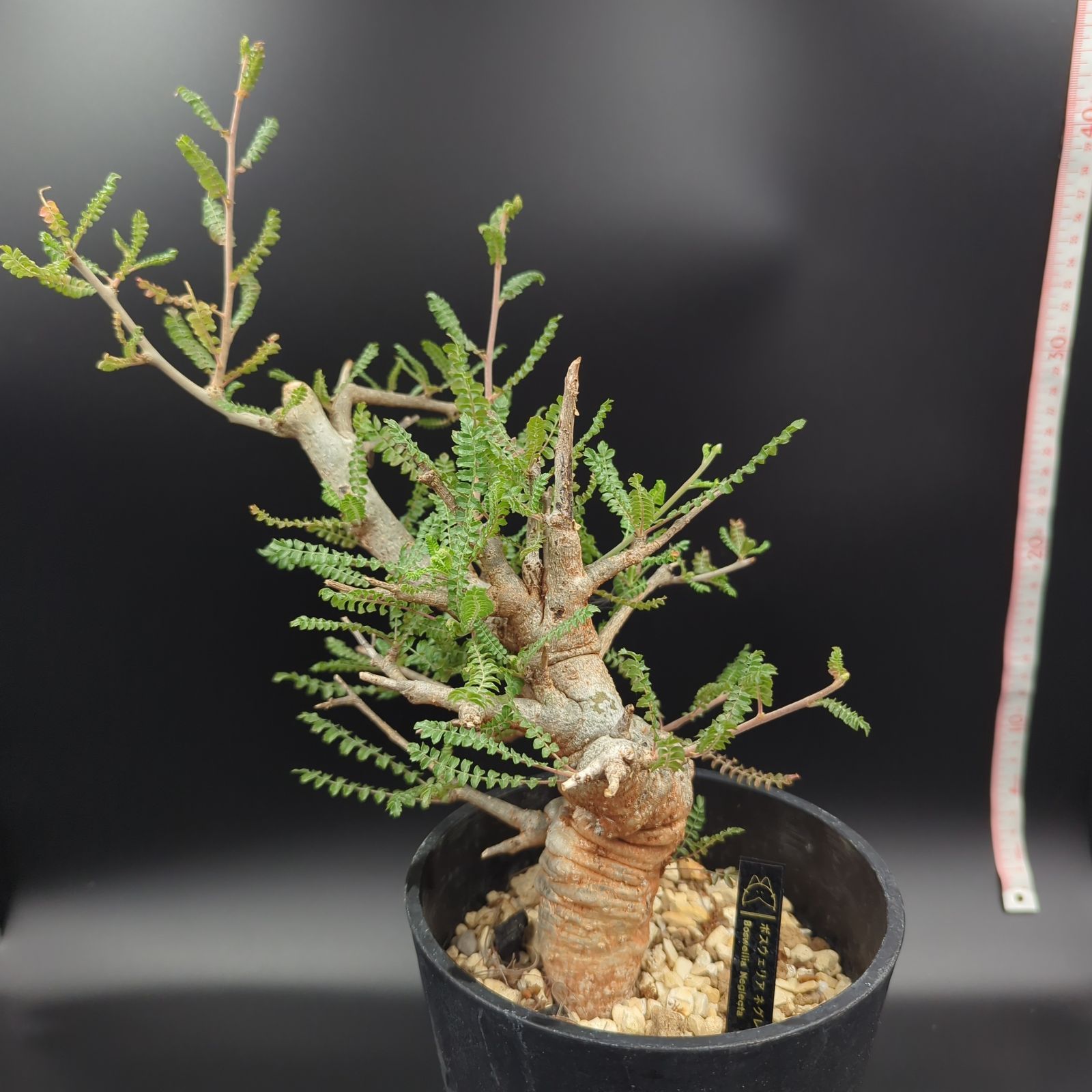 ボスウェリア ネグレクタ 現地球 【公式通販】