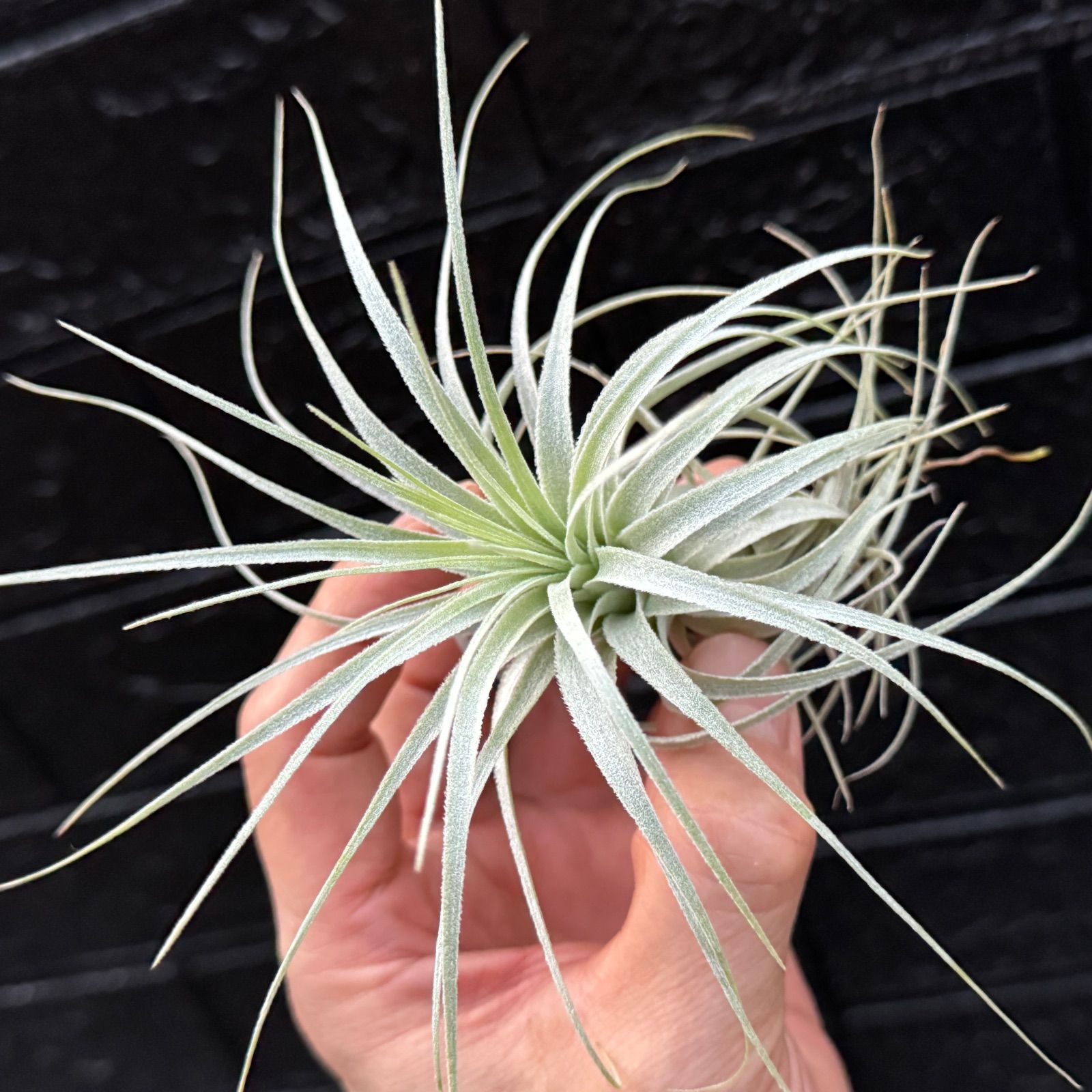 チャペウエンシス Tillandsia