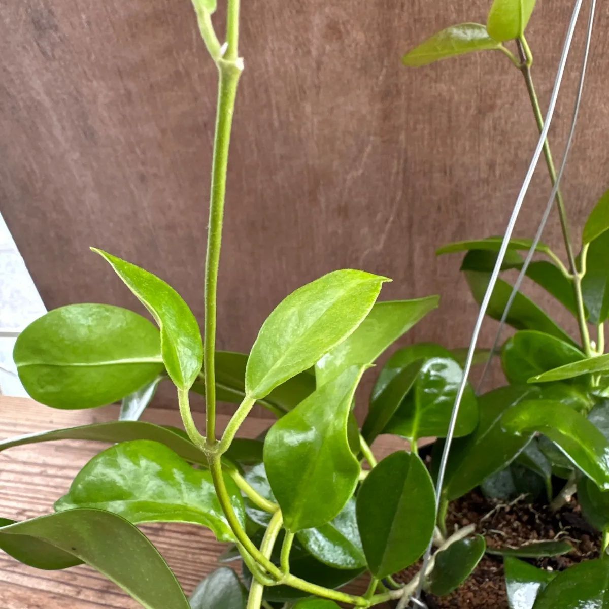 ホヤ オーストラリス ② 現品 Hoya australis lisa サクララン