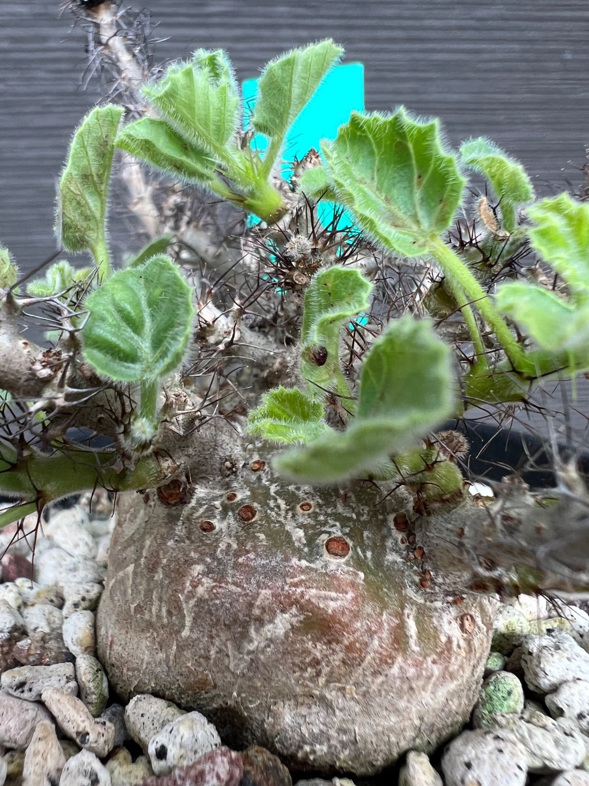 ヤトロファ マルギナータ Jatropha marginata 国内実生苗