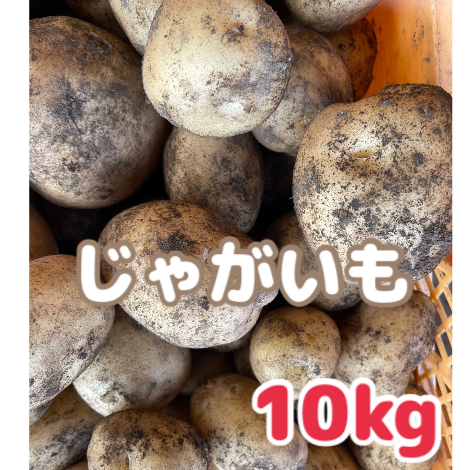 鹿児島県産 じゃがいも10キロ - 野菜