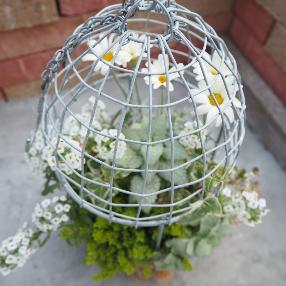 人気の福袋 出産祝い 新品 未使用 ホワイトグリーンの爽やか鳥かご 寄せ植え フラワー ガーデン Www Awarestorebr Com Br Www Awarestorebr Com Br