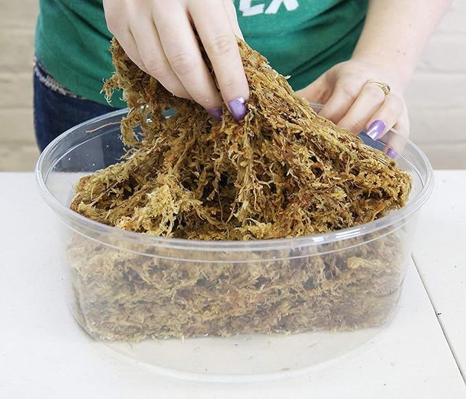 ジャパン蘭土 ニュージーランド産 圧縮水苔AAAハイグレード 500g 40L Premier プレミア オリジナルお手拭きつき