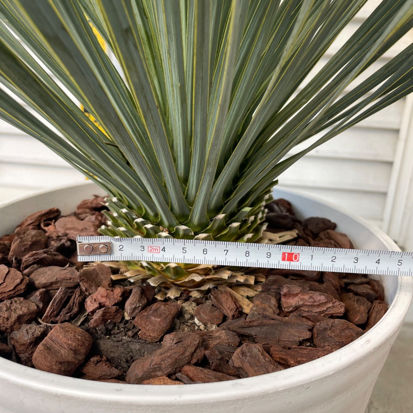 g*8様 【実生】ユッカロストラータ ドライガーデン ユッカ 8株セット 実生 ドライガーデン ロストラータ g*8様 【実生