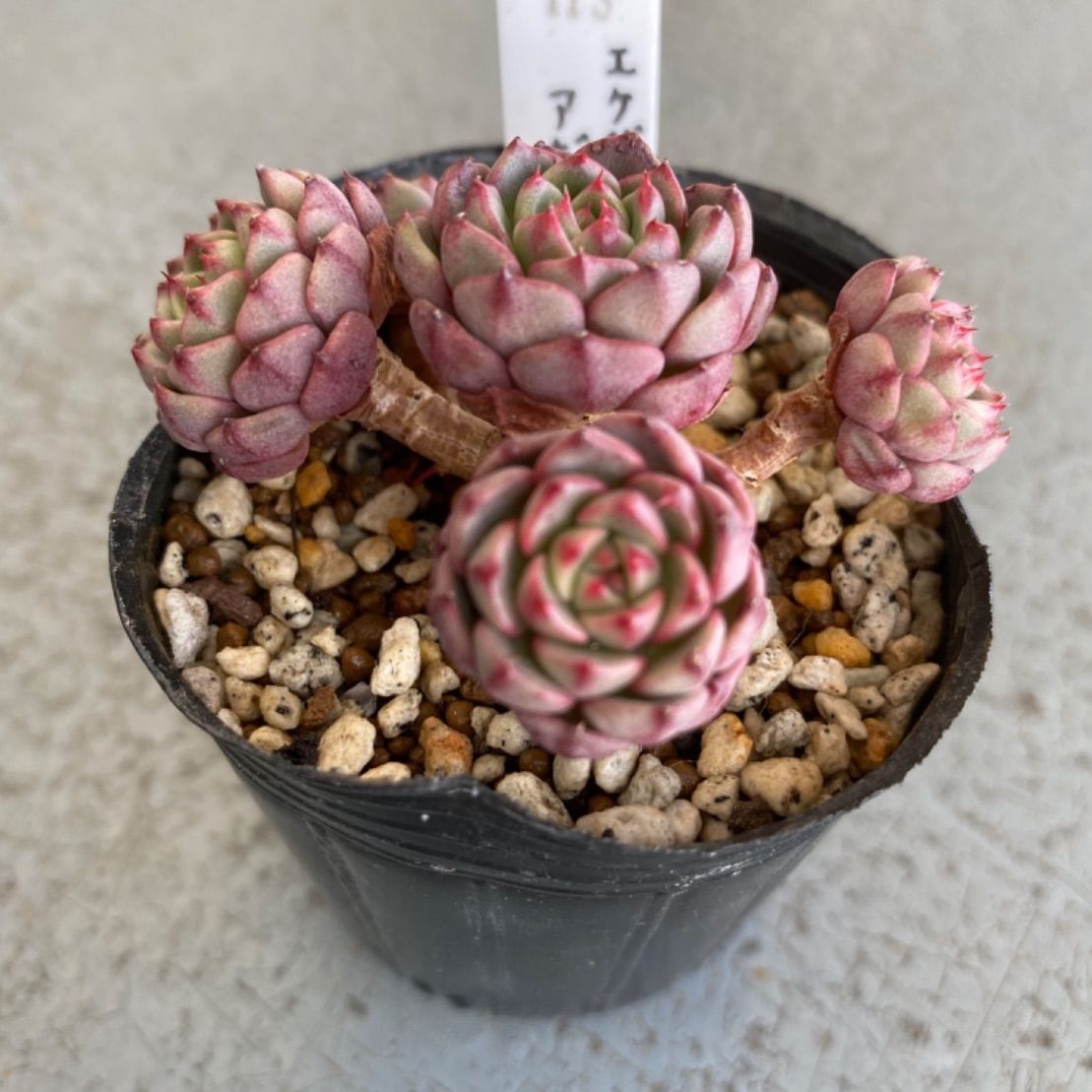 多肉植物 カット苗 エケベリア アボット 群生 発根済 - メルカリ