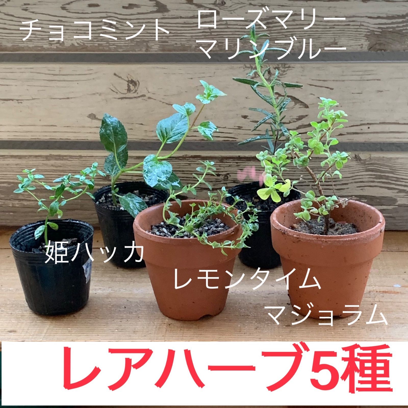 和種薄荷 日本 ハッカ 挿木用 - 観葉植物